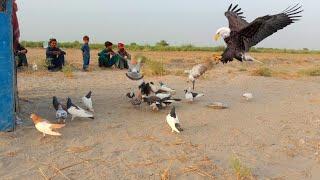 how to make pigeon trap fancy kabootar sale in punjab simple pigeon loft design ideas kabutar flying