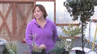 Gardening Tips : Growing Edible Bamboo Shoots