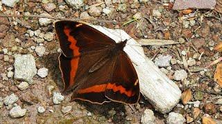 A New Species of Butterfly in Ecuador is Discovered with iNaturalist (English version)