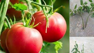 plant how to |tomato| all  propagate grow cloning grafting  Basha Garden |cutting| leaves all plant