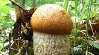 Leccinum aurantiacum, red-capped scaber stalk, edible mushroom