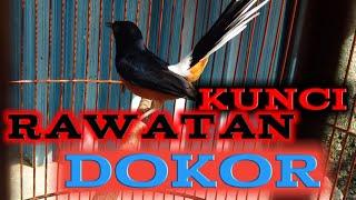 Perawatan Murai Batu Dorong Ekor/DOKOR