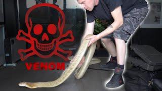 The DEADLIEST attic in Europe + keeping venomous snakes + reckless Youtuber *english subtitles*