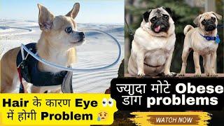 Small  Dog का Overweight || Hair के कारण Eye  में होगी Problem 