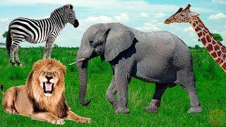 African animals - elephant, lion, giraffe, rhino - animal sounds