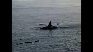 Orca Whales - Lime Kiln Point (San Juan Island)