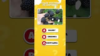 УГАДАЙ РАСТЕНИЕ ЗА 3 СЕКУНДЫ!  САМЫЙ ВЕСЁЛЫЙ КВИЗ ПРО ЦВЕТЫ И НЕ ТОЛЬКО! #растения #угадайка #квиз