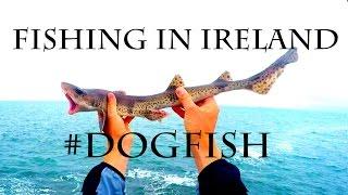 Rock fishing in Ireland - Dogfish - Rekinek Psi - Pintarroja - Kleingefleckter Katzenhai 4K