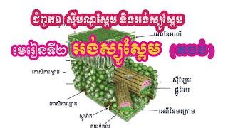 ជីវវិទ្យាថ្នាក់ទី១២||ជំពូក១ មេរៀនទី២ អង់ស្យូស្ពែម (តចប់ ) ||Khmer Biology Grade12 ||Angiosperma