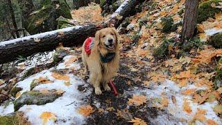 Golden Retriever Yosemite Adventure VLOG-1| Oshies World