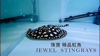 【珠寶水族】純血皇冠黑白魟魚 Black Diamond Stingray