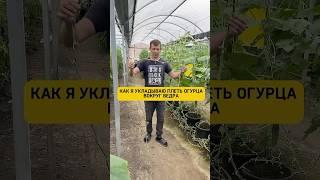 Плеть огурца 7м #марьянская #теплица #огород #огурцы #мамлюк