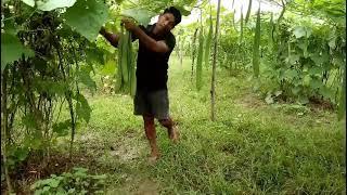 Dhoniram Chetia Farming | Contact - 9365036058