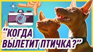 ФОТОСЕССИЯ С СОБАКОЙ В ПАРКЕ | Как получить красивые фотографии собаки? (личный опыт)