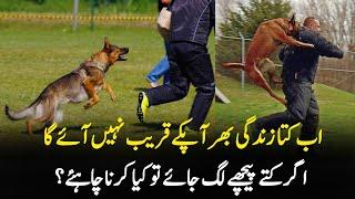 What to do if a dog chases you || By Master Jabir Bangash