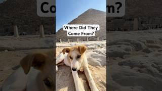 Puppies at the Pyramids of Giza  #egypt