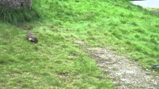 Ground Squirrel Versus Blue Jay