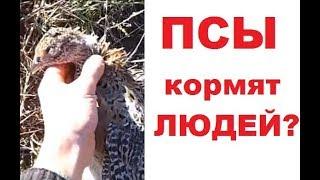 Собака для самообеспечения. Ч. 3.