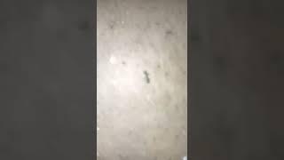 ANTS LOOKING FOR FOOD #short video#ants
