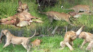 LIONS steal from LEOPARDS