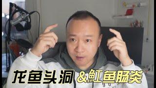 #260 魟鱼的肠炎和龙鱼的头洞是一个病因，但治疗方法不同