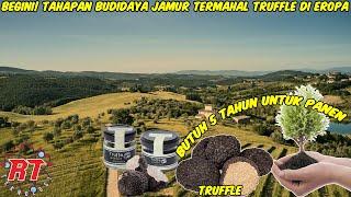 PERTANIAN JAMUR TERMAHAL TRUFFLE DI EROPA | BUDIDAYA JAMUR TERMAHAL