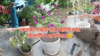 কেতকী গাছটি আজ ছাঁটাই করে রিপোটিং করে দিলাম 🪴🪴।