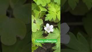 Герань сибирская. #дачныйдневник #цветы #сад #garden #дача