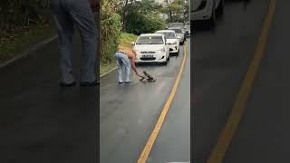 Sloth Crossing in Panama
