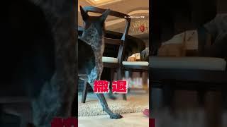 【你是要退去哪裡？】黑汪玩玩具像被電狂倒退嚕XD｜寵物動物 #shorts