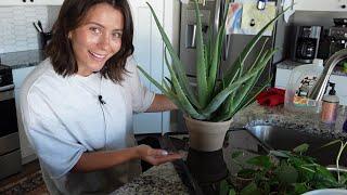 Propagate with me & plant updates! | day of houseplant care vlog