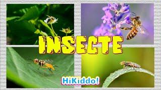 Insecte | Video Gradinita | Sunete si imagini din natura | HiKiddo