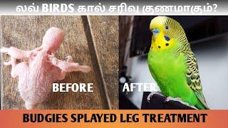 Budgies,cockatiel,parrot and all types of birds splayed leg treatment tamil...