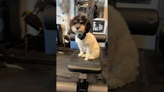 Home Gyms Are Better With Pets! ft. ​⁠@major-fitness Spirit B52 #homegym #garagegym