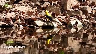 Indian golden oriole,30April 2022.Kuno national park- Sheopur- MP