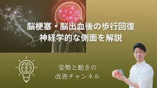 "脳梗塞・脳出血後の歩行回復：神経学的な側面を解説”