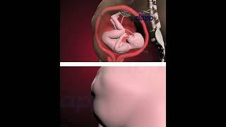 Amazing Struggles of Baby Inside the Womb (3D Animation)