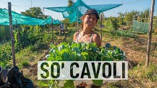 Coltivazione dei CAVOLI in agosto. La GUIDA completa 