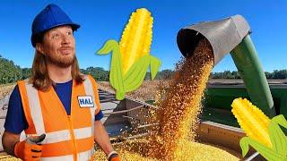 Handyman Hal explores the Farm | Farm Equipment Vechicls for Kids | Corn Harvesting