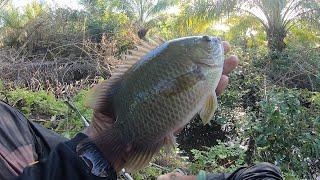 Pemancing liar temukan spot yg paling gacor, mancing ikan betok di spot parit kecil