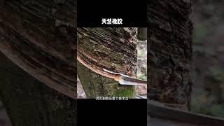 ［科普知识］你知道橡胶是怎样收集的吗？ #科普