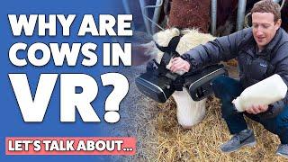 Why are these cows in VR? Cows fitted with virtual reality goggles | Virtual reality cows more milk