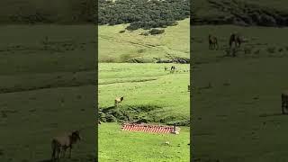 Así reacciona un mastín al ver que un lobo ataca a su ganado en Asturias