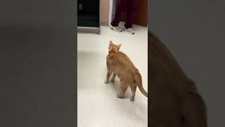 Cat hates vet#funny #funnyvideos #foryou #cat #foryou #funnycat #catlover #fyp #kitten