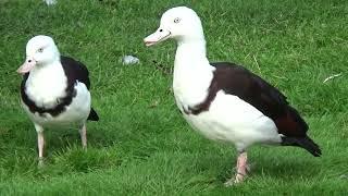 Radjah Shelducks