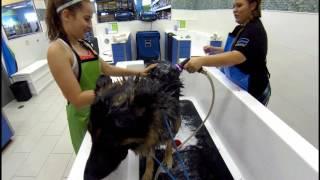 Pet Evolution - Self Serve Dog Wash