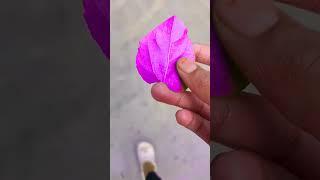 Purple land video Sigma Sigma boy