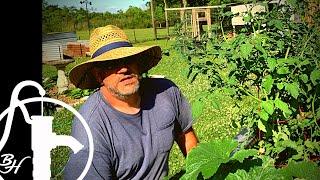 Tomato Cage ALTERNATIVE that Really Works!