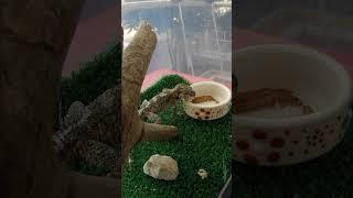  Кормление Агамы // Feeding Agama with mealworms #ящерица #агама #lizard #agama #turkey #antalya