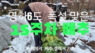 영하6도 폭설 맞은 15주차 배추#배추#고니팜#241130